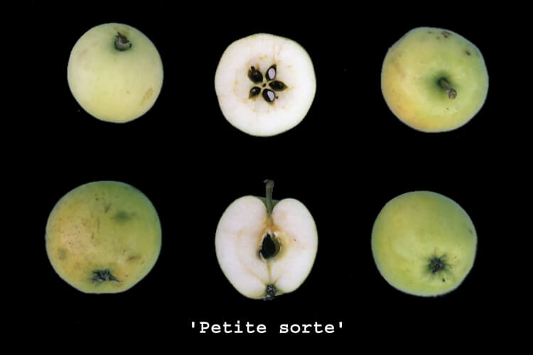 userfiles/produit/5760/photo_var_320_petite sorte.jpg